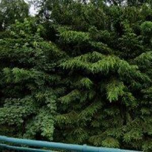 obrazek: avatar SVÁROVSKÁ VERONIKA