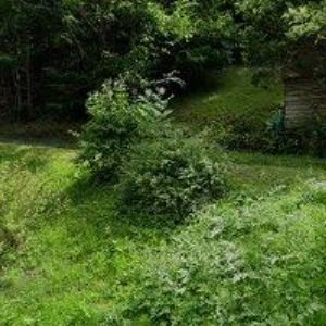 obrazek: avatar SKI BARON