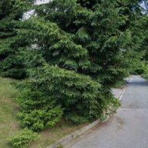 obrazek: avatar ROSETTO