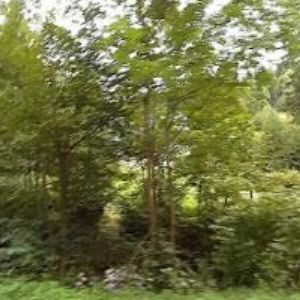 obrazek: avatar PENZION JÍLOVANKA