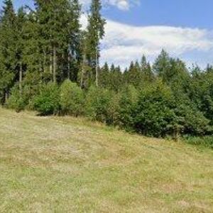 obrazek: avatar ORLICKÁ CHATA U RAMPUŠÁKA