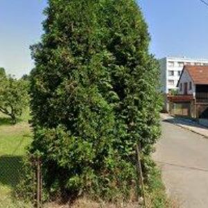 obrazek: avatar MUSIC CLUB AMBRA