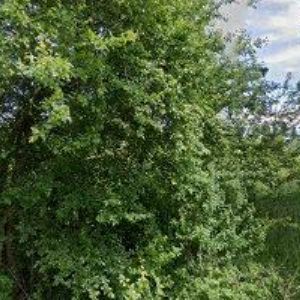 obrazek: avatar UBYTOVÁNÍ U GOLFU