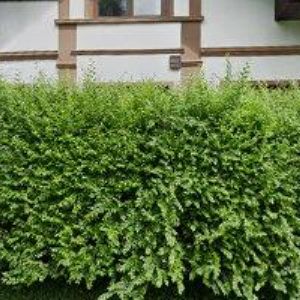 obrazek: avatar UBYTOVÁNÍ ŠVEC