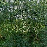 RESTAURACE NA KUMBURÁKU