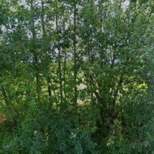 obrazek: avatar RESTAURACE NA KUMBURÁKU