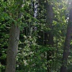 obrazek: avatar KNĚŽICKÁ CHALUPA