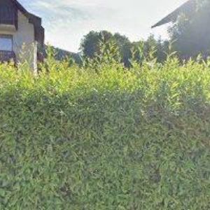 obrazek: avatar PENZION JAROSLAVA