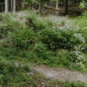 obrazek: avatar SIKYTA