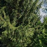 PECULIUM MEZONETY ORLICKÉ ZÁHOŘÍ s.r.o.