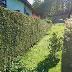 obrazek: avatar PRUSKOVÁ PAVLA