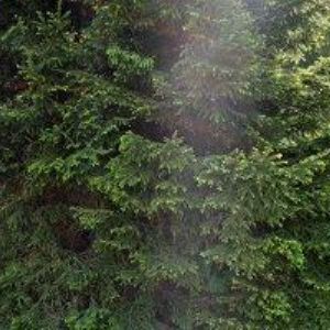 obrazek: avatar PENSION LUISA