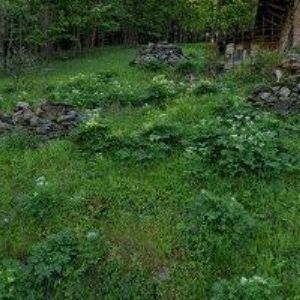 obrazek: avatar PENZION ALIM