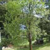 HORSKÁ CHATA ELIŠKA