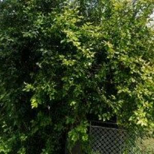 obrazek: avatar REKREAČNÍ STŘEDISKO ŽELIVKA