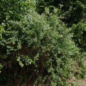 obrazek: avatar APARTMÁN 21