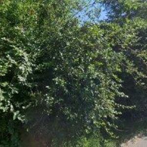 obrazek: avatar PENZION A RESTAURACE U PETRA