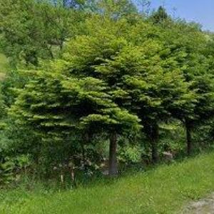 obrazek: avatar PENSION ŘÍP