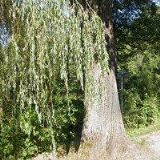 RYBÁRNA PENZION A RESTAURACE