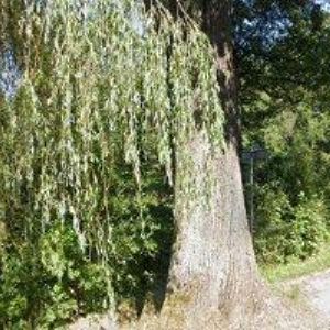 obrazek: avatar RYBÁRNA PENZION A RESTAURACE