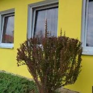 obrazek: avatar RESTAURACE A PENZION POD ZÁMKEM KRÁSNÝ DVŮR