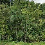 KŘÍŽOVÁ ŠÁRKA Ing.