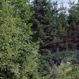 REKREAČNÍ AREÁL POD JEDLOVOU