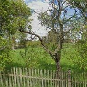 obrazek: avatar KVĚTENSKÁ JITKA