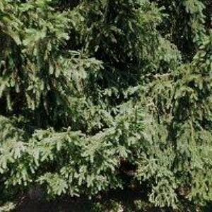 obrazek: avatar HERŠÁLKOVÁ MARCELA Ing.