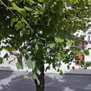 obrazek: avatar SVOBODA & PARTNERS