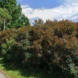 ŠENKOVÁ MARCELA Ing.