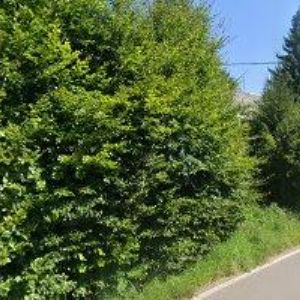 obrazek: avatar ŽALUD JAN