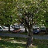 HODINOVÝ MANŽEL-PAVLÍČEK ZDENĚK