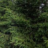 TRUHLÁŘSTVÍ-TESAŘSTVÍ DORAZIN