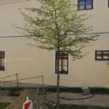 OBEC Ovesné Kladruby