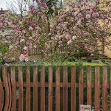 ČESKÝ SVAZ VČELAŘŮ, ZÁKLADNÍ ORGANIZACE Loket