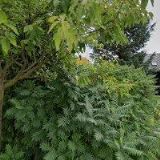 KAŠPAROVÁ JANA MUDr.