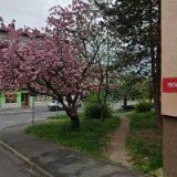 SLÍVOVÁ LENKA Ing. arch.