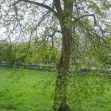 DENNÍ CENTRUM MATEŘÍDOUŠKA , o.p.s.