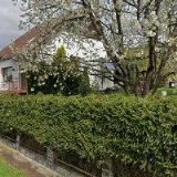 SPOLEČNOST PŘÁTEL ITÁLIE