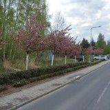 KVĚTINKA PRO RADOST