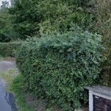 PAPOUŠKOVÁ JANA-PLANT-ART