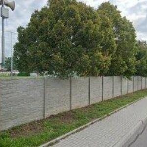 obrazek: avatar ŠÁRKA VAŇKOVÁ