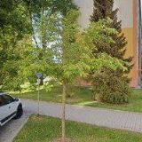 MOHAMED SAID MOHAMED NAEIM