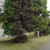 MARIE SCHIEFERDECKEROVÁ