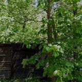 ING. MARTINA ŠVECOVÁ, DIS.