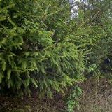 DANIELA ARGAWY ELSAYED