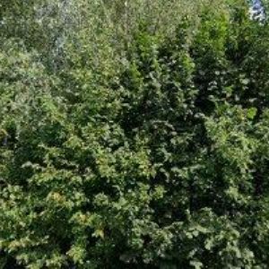 obrazek: avatar LIKVIDACE VOZIDEL-EKLASS CZ