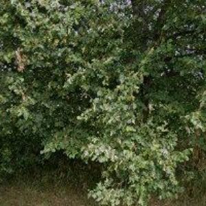 obrazek: avatar OBEC Vřesník