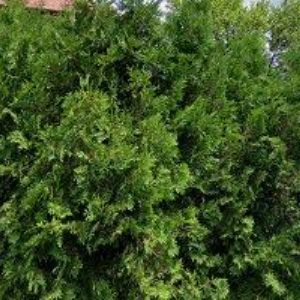 obrazek: avatar POUR MIROSLAV